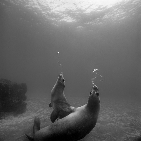 Clowns of the Sea by Ernest H. Brooks II