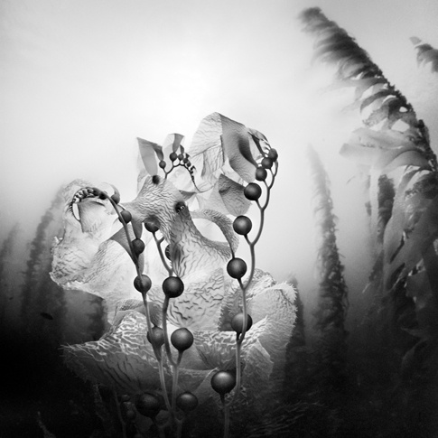 Sea Pearls I by Ernest H. Brooks II