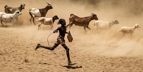 A Young Hamer Tribe Boy Herds His Goats and Sheep by John Rowe