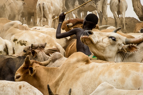 Young Suri Boy Herds Cattle&nbsp; by John Rowe