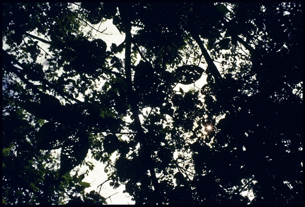Mulberry Trees at Sera Monastery by Marissa Roth