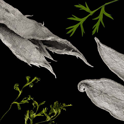 Threats: Carrot Leaves by Robert Dash