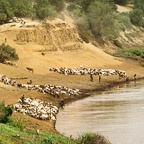 Cattle, Goats, and Sheep Come to Water at the Omo River