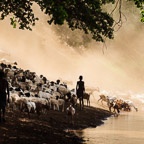 Young Hamer Boys Bring Goats and sheep to Water at Murelle