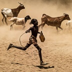 A Young Hamer Tribe Boy Herds His Goats and Sheep