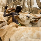 Young Suri Boy Herds Cattle&nbsp;