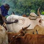 Suri Man Decorates a Cow with Dung