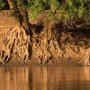 Exposed Roots of Trees Along the Omo River