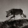 Wolf from Film